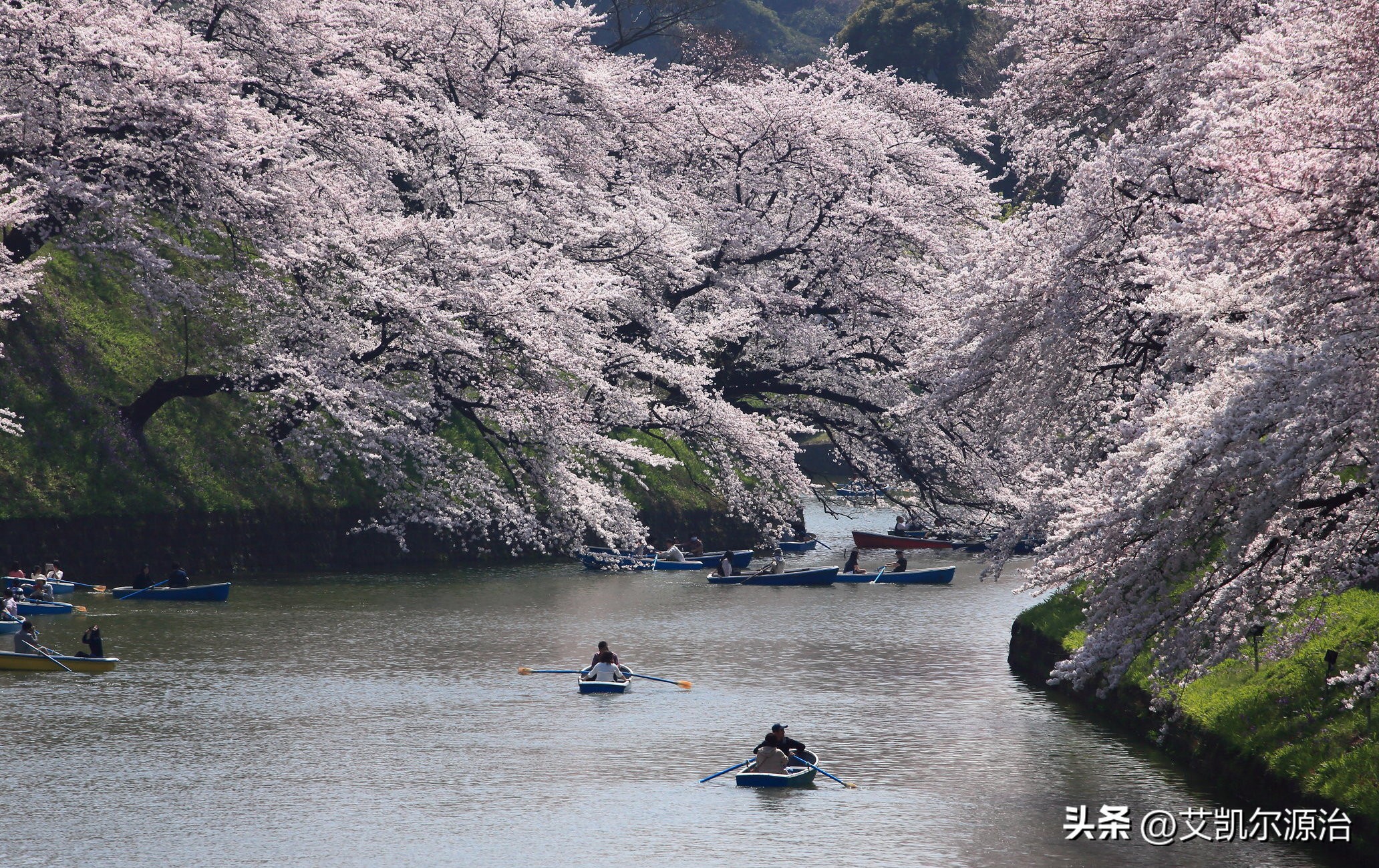 2019樱花之旅,2018年日本樱花季旅游攻略