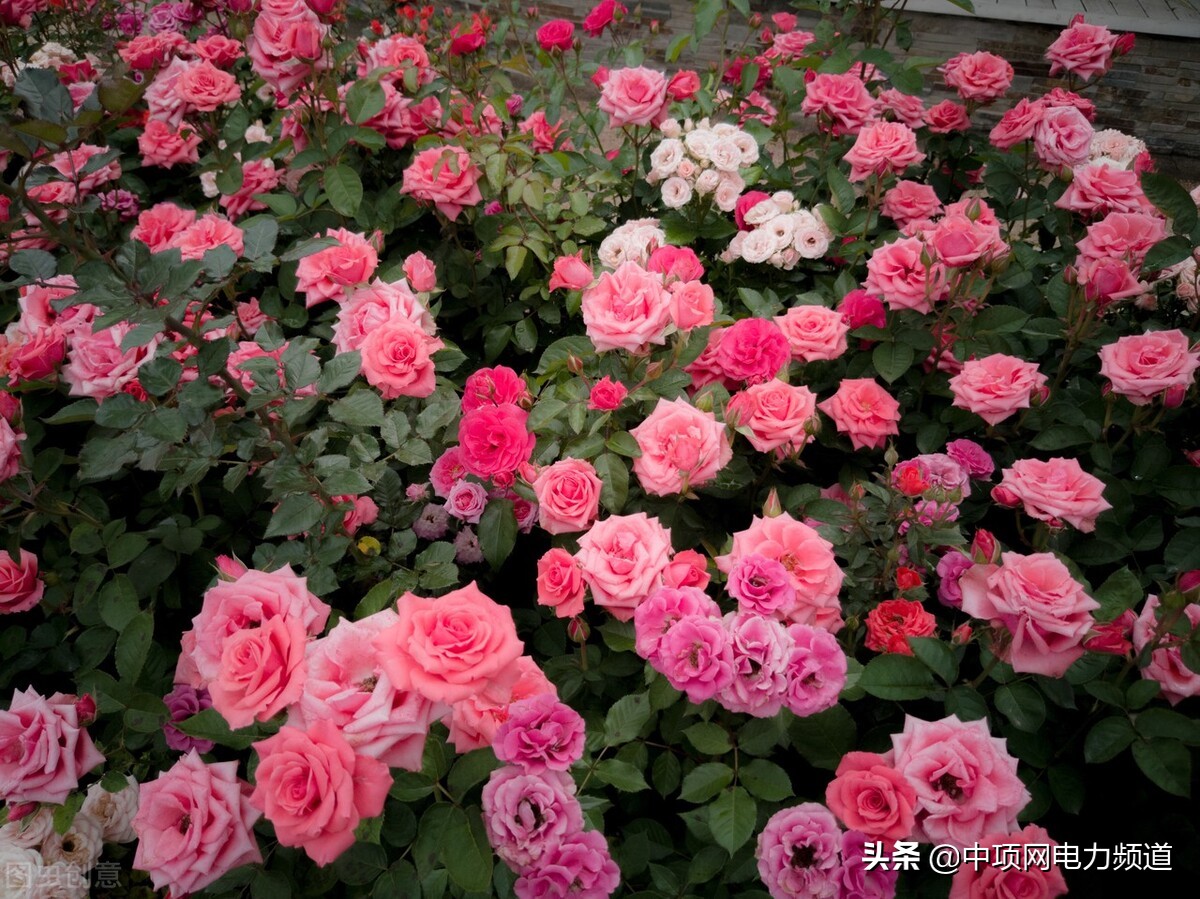 大型风力发电有什么商机,投资太阳能光伏发电项目前景如何