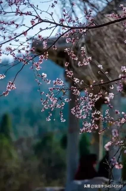 花开时节更清新的散文,春暖花开的季节散文