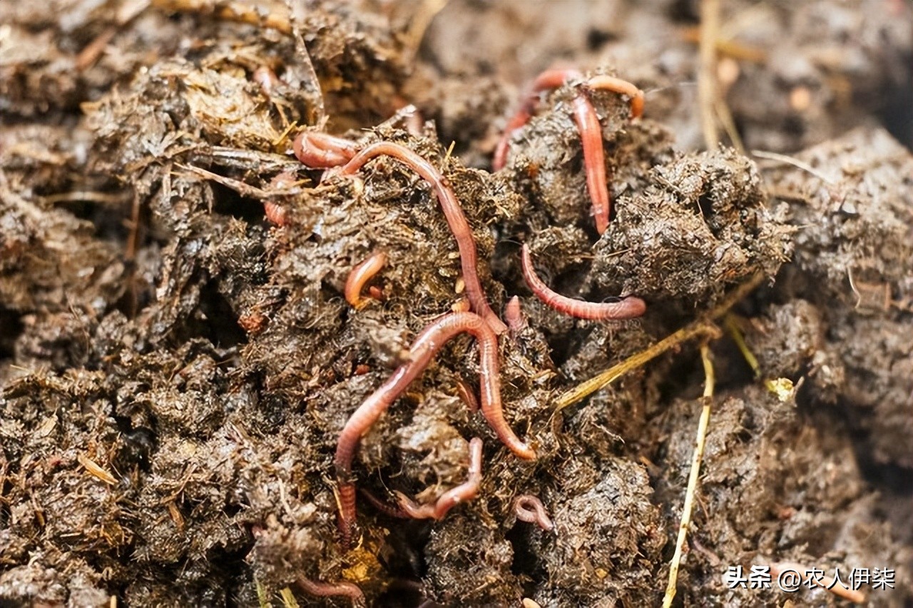 现在养蚯蚓前景如何,蚯蚓养殖这几年的前景如何