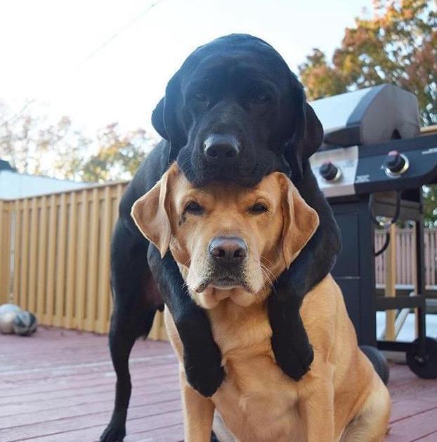 狗狗交配时，为何会连在一起分不开？