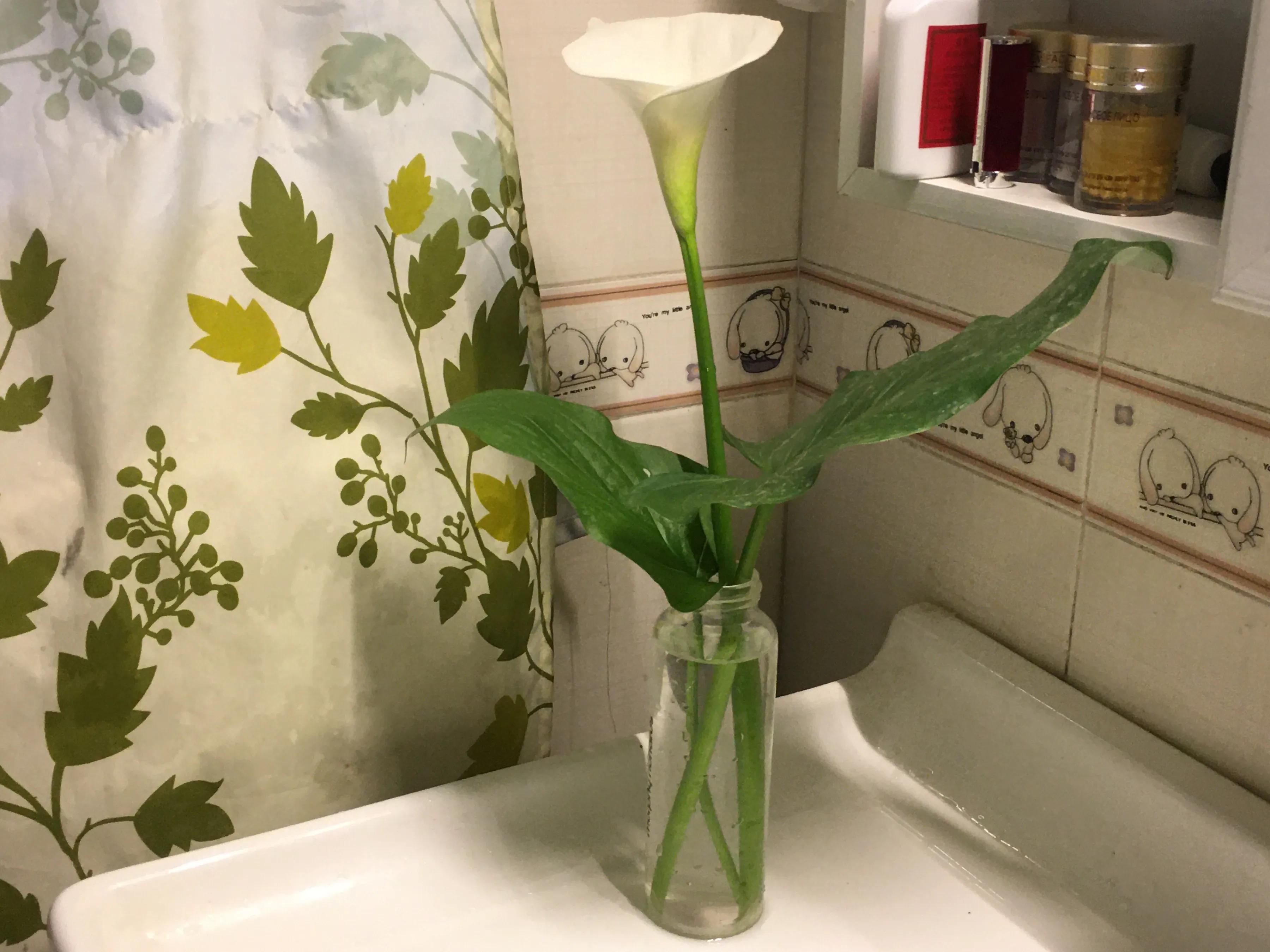 白马蹄莲跟彩色马蹄莲哪个品种好,洁白的马蹄莲图片