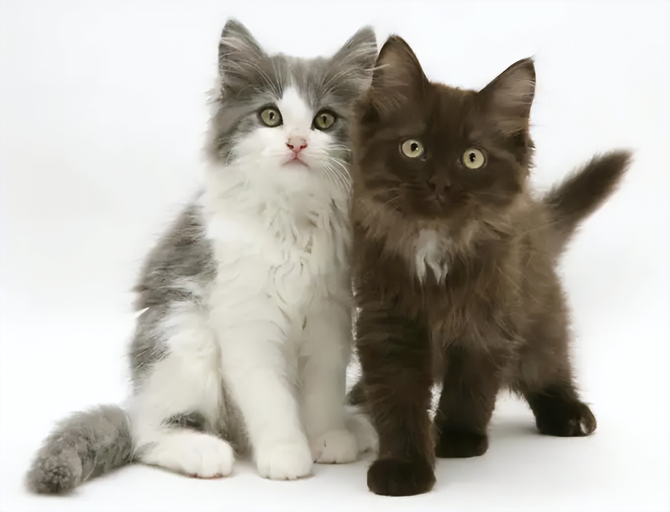 张元英式的韩娱审美是怎样的,张元英韩流审美