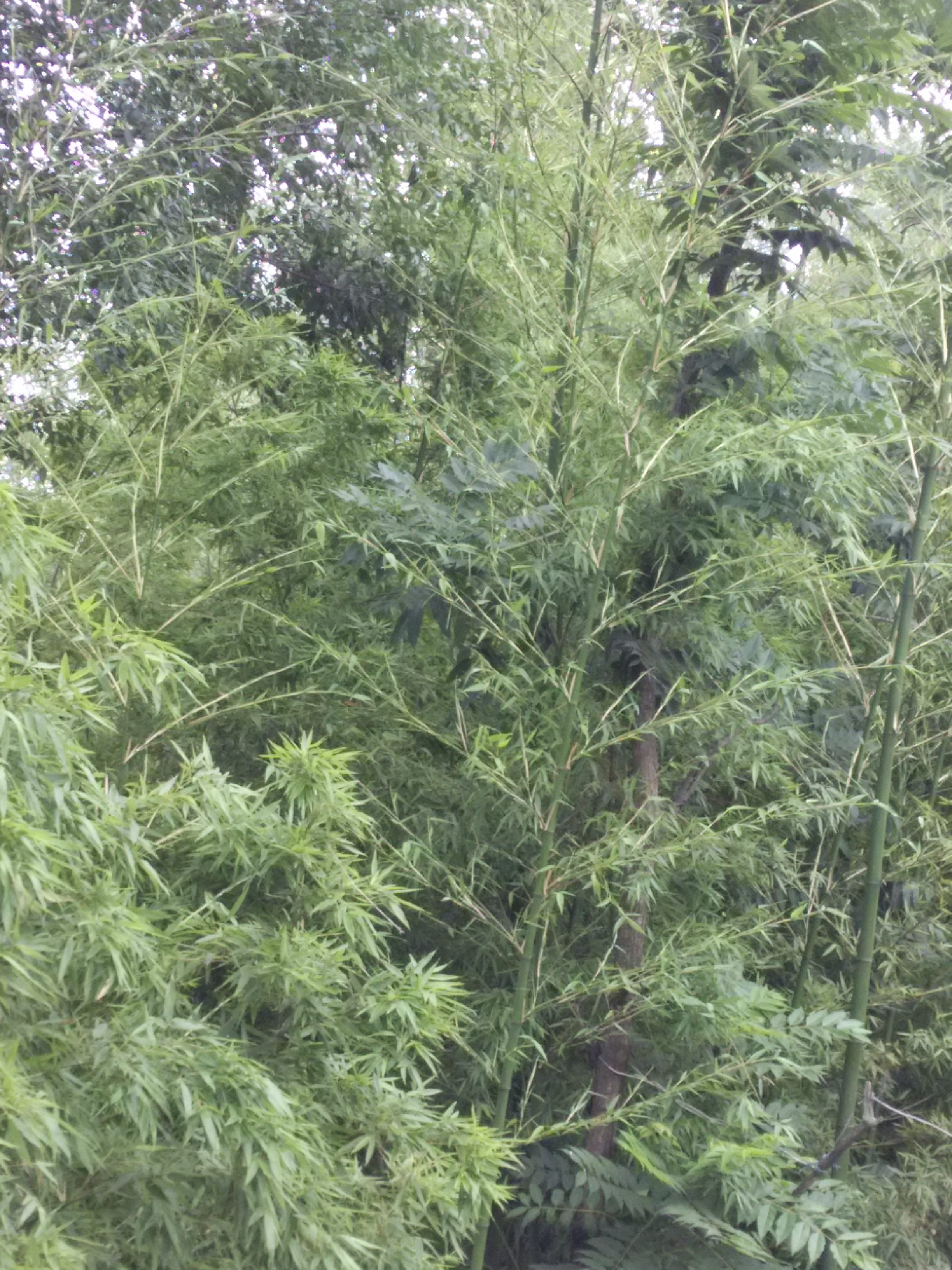 绿色城堡,绿色的城堡壁纸