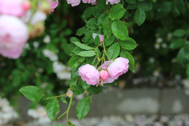 最美的情和最深的爱,最好的爱给最好的你