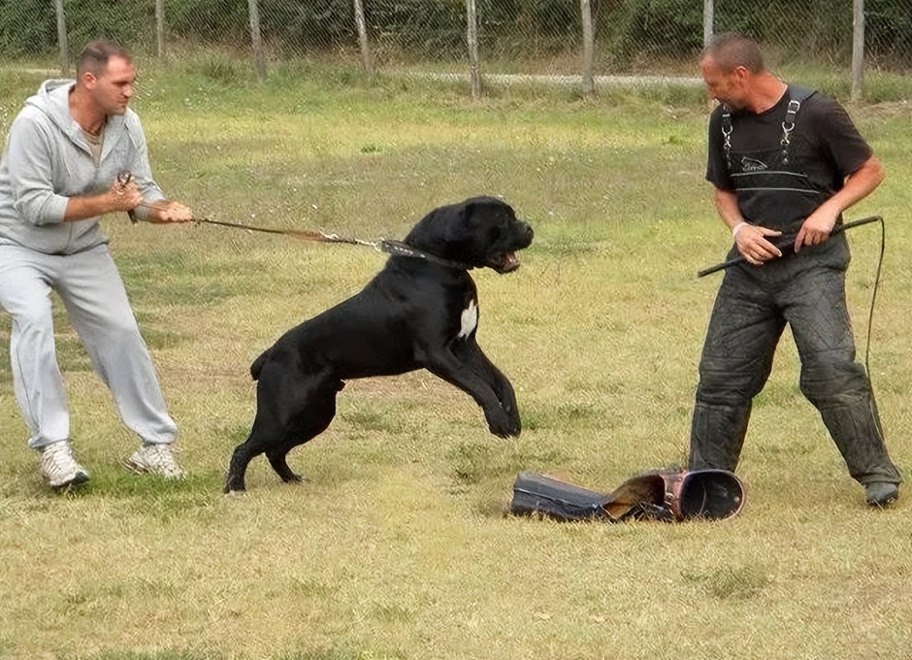 卡斯罗的饲养方法和注意事项,卡斯罗犬容易饲养吗易得病吗
