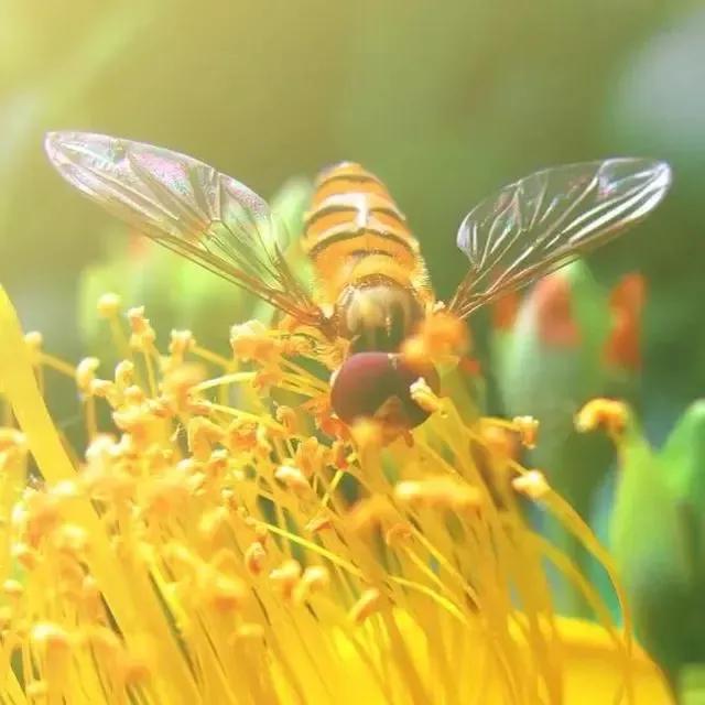 分享图片：花影蜻蜓，蜜蜂采蜜