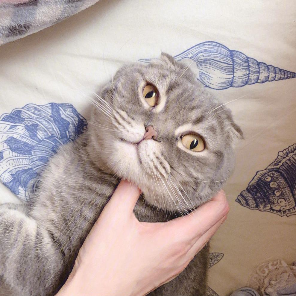 养猫一时爽火葬场,撸猫一时爽养猫火葬场