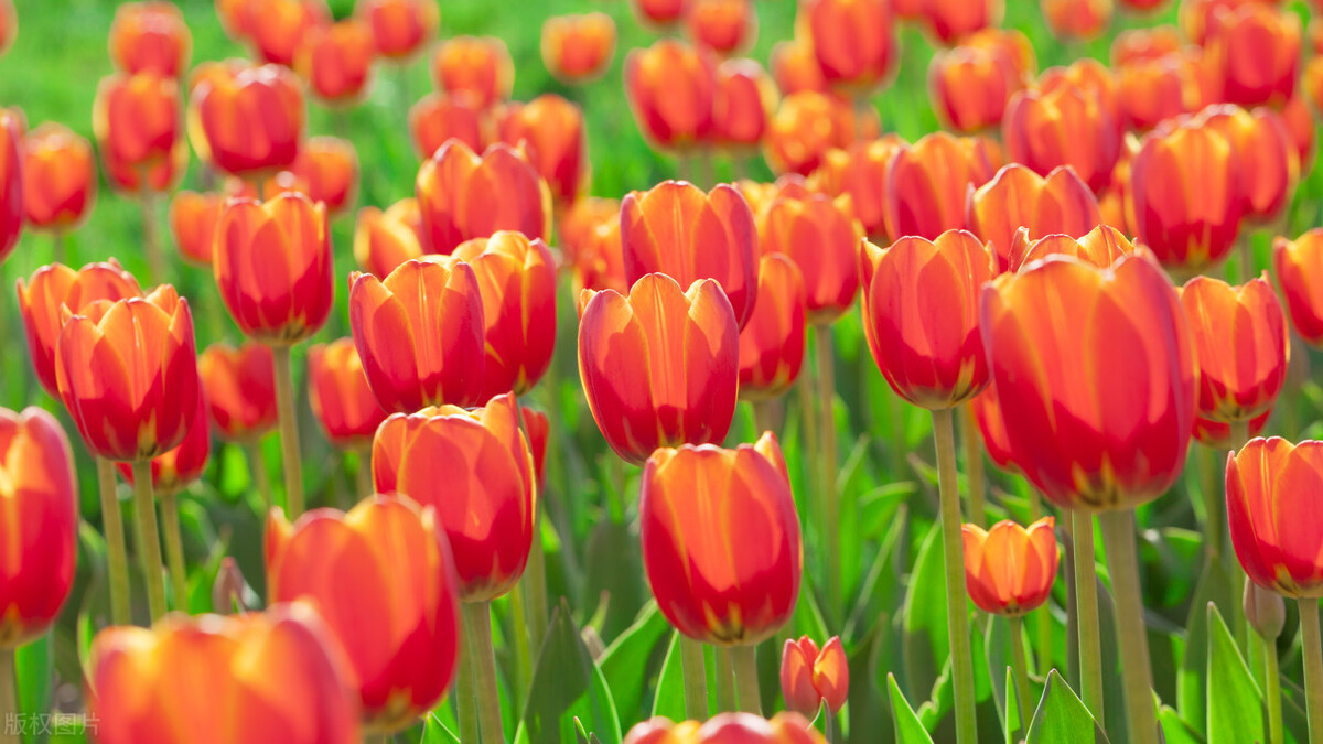 郁金香,郁金香开完花后怎么处理