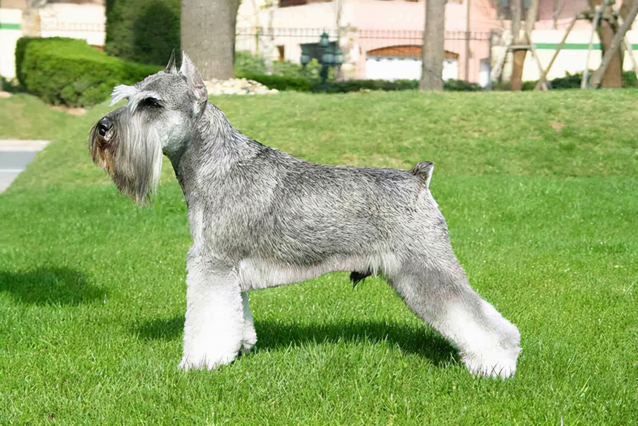 雪纳瑞咳嗽吃什么药,雪纳瑞能喝感冒药吗