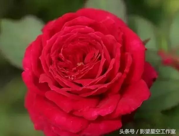 月季品种醉花,月季品种大全及图片欣赏