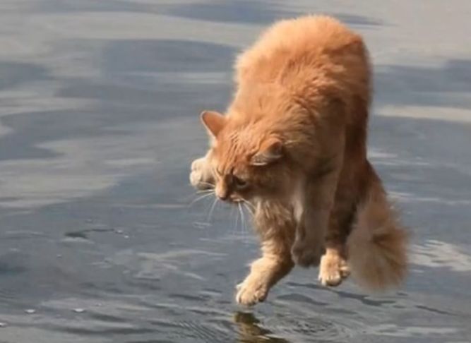 液体猫究竟是怎么一回事儿？原来它3000万年只干这一件事