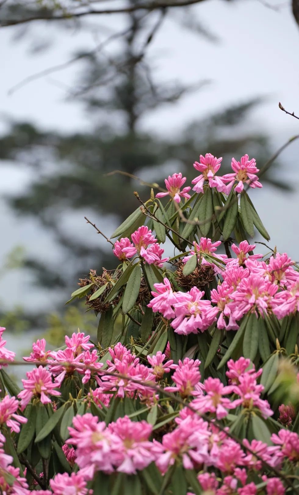 2020五一峨眉山开放的景点,五一峨眉山旅游攻略