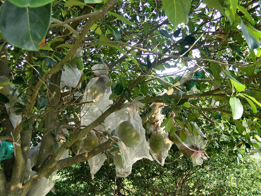 马来西亚黑刺榴莲为什么那么贵,马来西亚黑刺榴莲成熟期