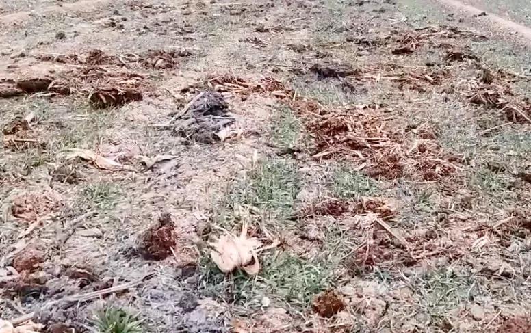 怎么防止羊吃庄稼,有什么办法不让羊吃庄稼