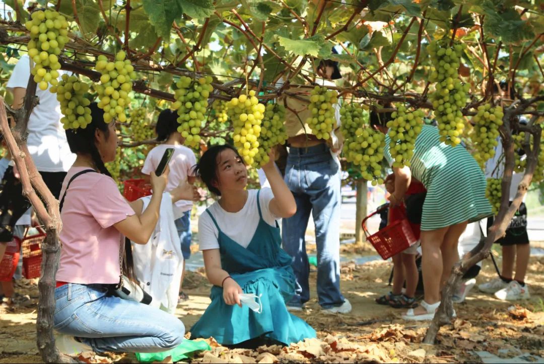 孝昌葡萄,优质农产品葡萄丰收