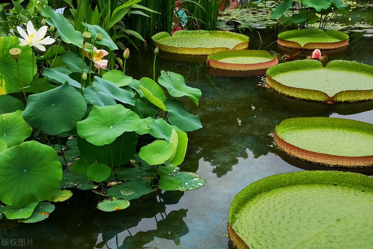 西双版纳名胜古迹有哪些,西双版纳有哪些名胜古迹