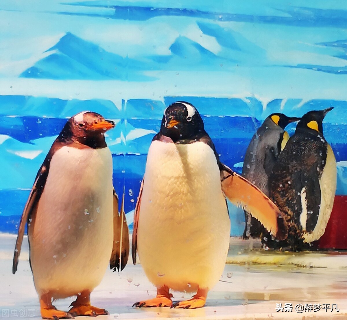 大连老虎滩海洋公园极地馆视频,大连老虎滩海洋公园和发现王国