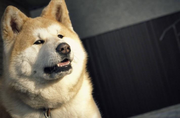 被小狗扑了会怎样,小狗被主人摸的时候会怎么想