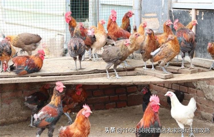 密云八方客农家大院,北京密云八方客农家大院