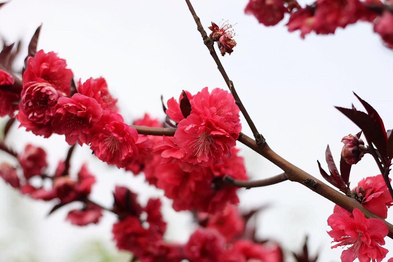 无叶开花的植物有哪些,有花无叶的植物
