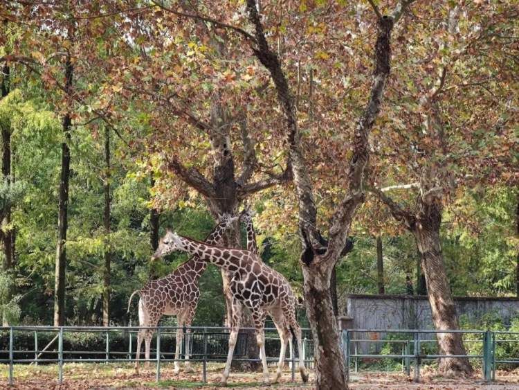最值得打卡的动物园,国庆必打卡动物园推荐