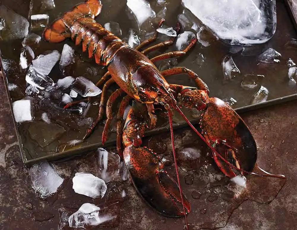 怎么挑选波龙,玫瑰龙虾和波龙的区别在哪