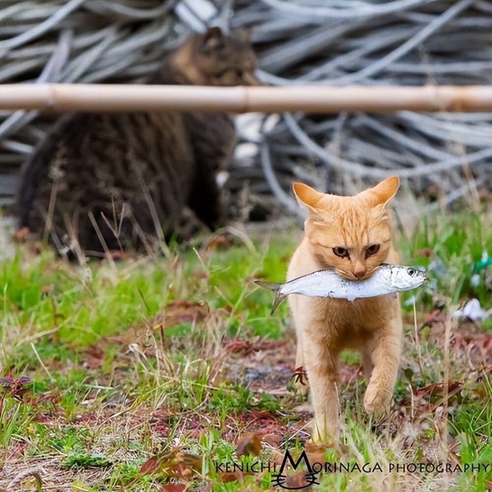 1000只猫鼠大战,72只猫灭鼠大战真实视频