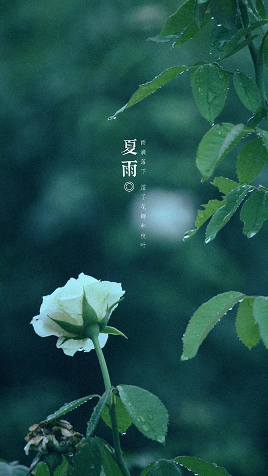 唯美手机壁纸高级感,唯美手机壁纸高清全面屏