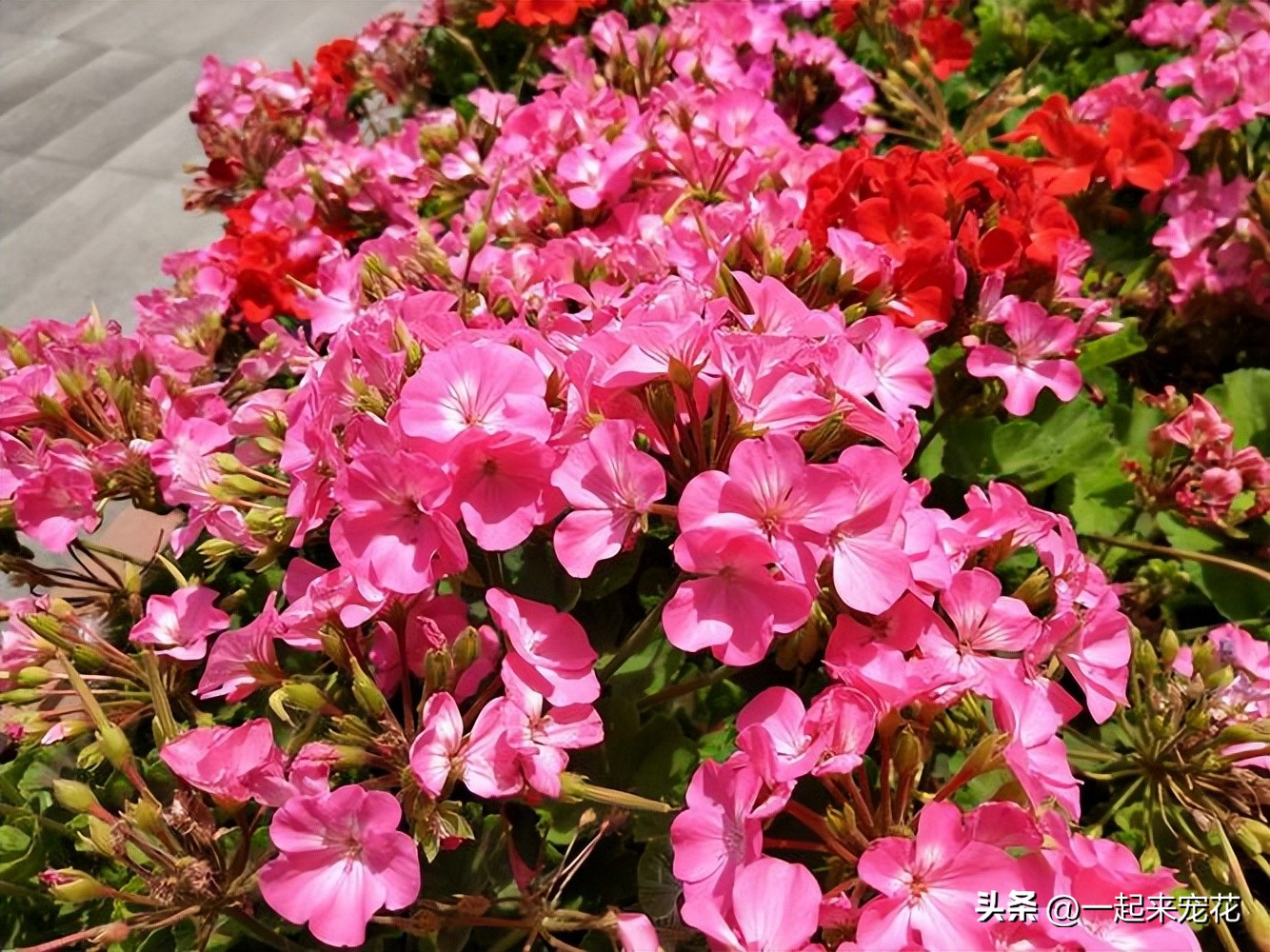 四季室内养什么花最好而且不死,适合家里养的5种花夜里释放氧气