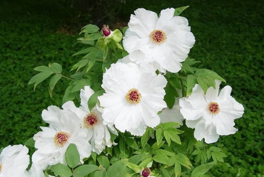 白芍的神奇功效秘方,每天学一味中药白芍