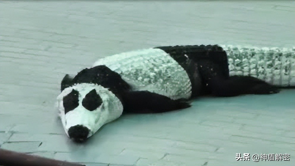 同样都是租借大熊猫,为啥卡塔尔一次就成功,印度求借14次被拒绝