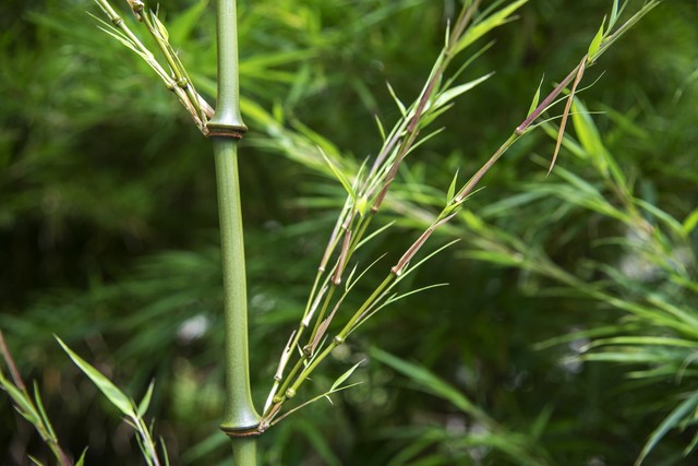 罗汉竹盆景,罗汉竹