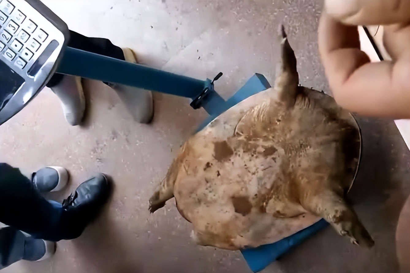 珍珠鳖在美国泛滥了吗,美国珍珠鳖对生态危害