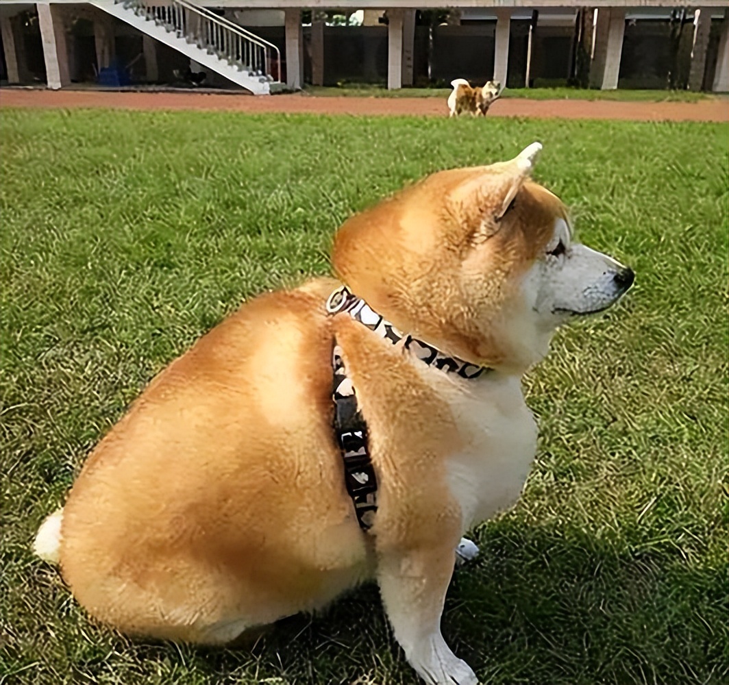 狗狗虚胖图,狗狗虚胖
