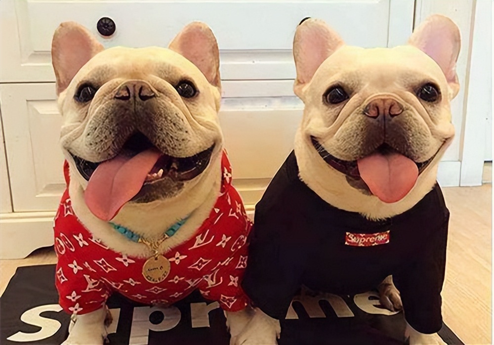 斗牛犬老是呕吐是什么原因,法国斗牛犬吐食物怎么处理