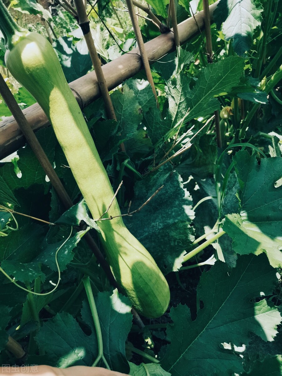 新奇的蔬菜品种,新奇的蔬菜