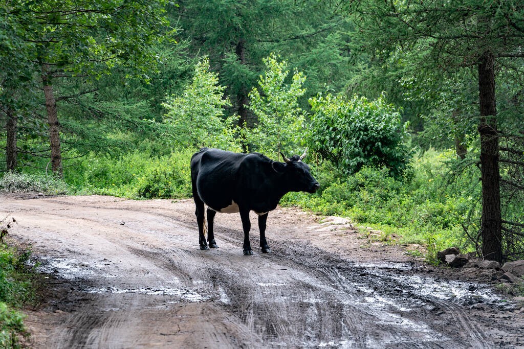 领导欺负老实人常说的3句话,脾气好的领导会欺负老实人吗