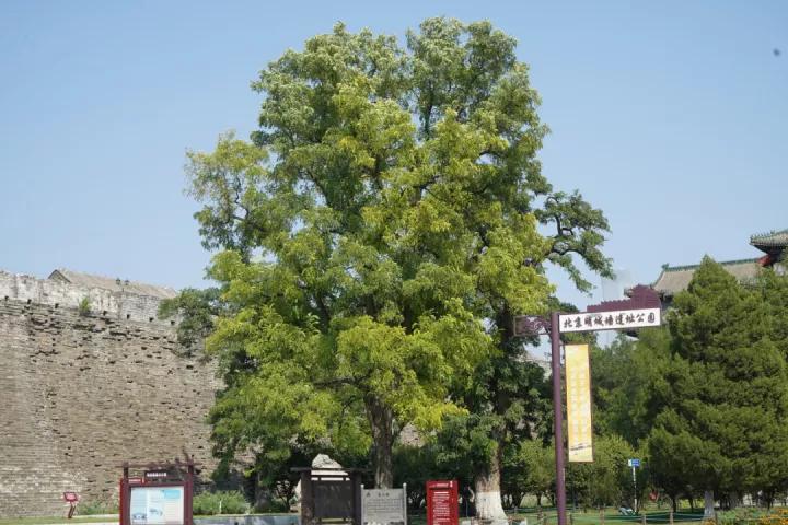 北京现代索菲特报价,北京索菲特酒店周边有名的地方
