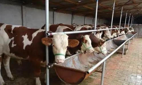 健荷分享|妙用大蒜，放入母牛阴道，轻松解决产道炎症