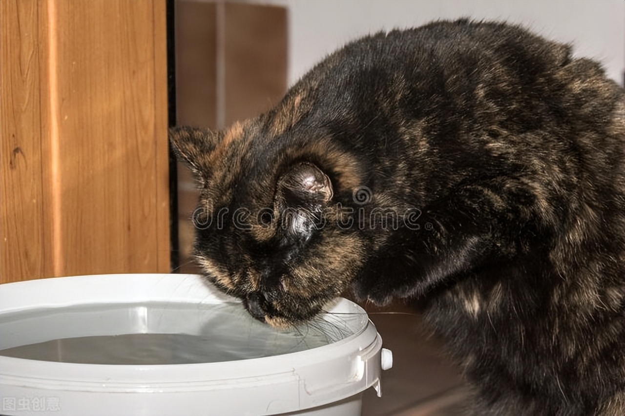 养猫未解之谜,猫导尿依旧闭尿怎么办