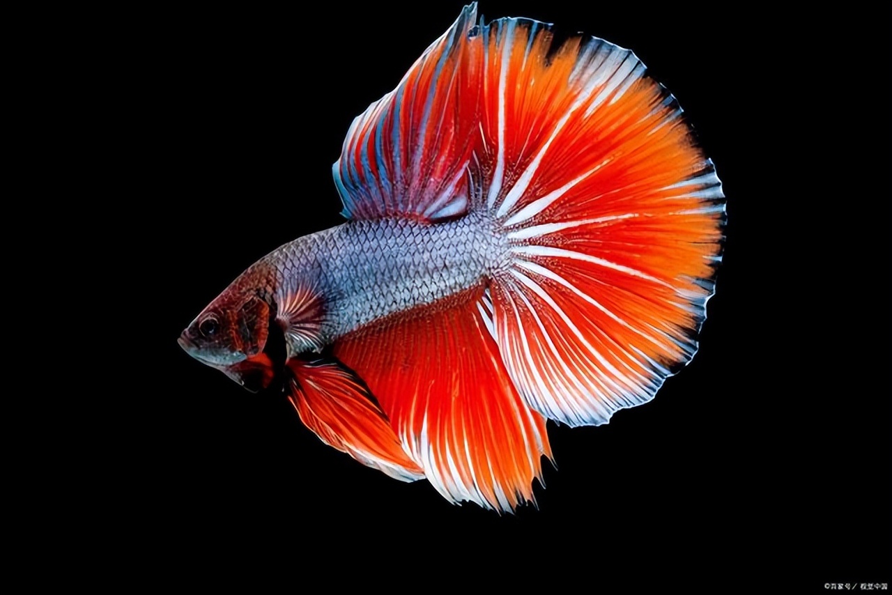 斗鱼尾巴裂开如何恢复,斗鱼尾巴受伤怎么处理