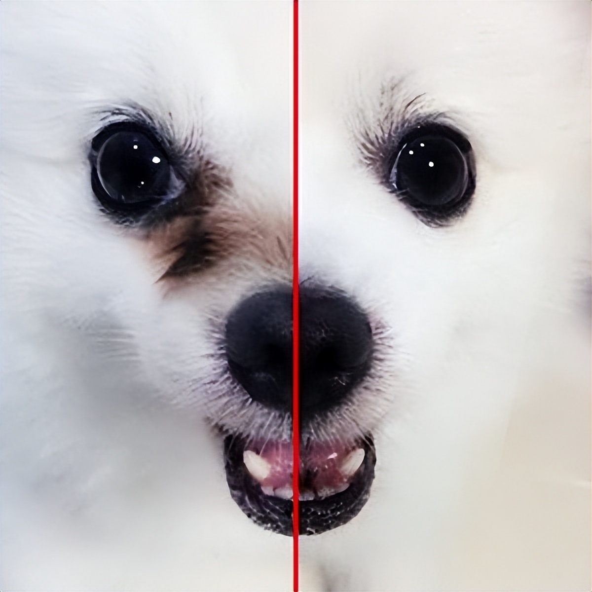 如何挑小狗不会挑到病狗,狗市挑狗的注意事项