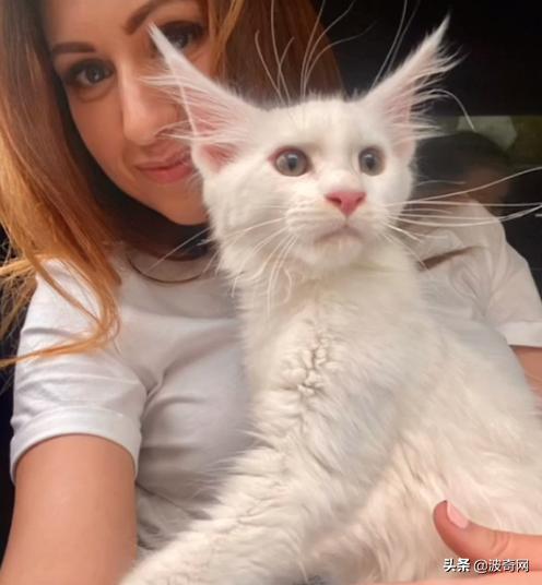 俄罗斯大块头猫咪,来自俄罗斯的猫