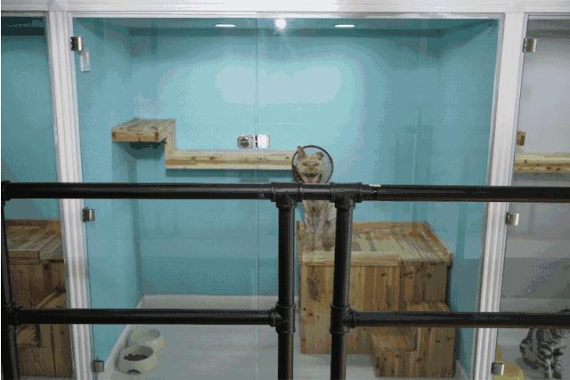 主人太经常在家猫咪会抑郁吗,狗狗和猫咪在家里的最佳表现