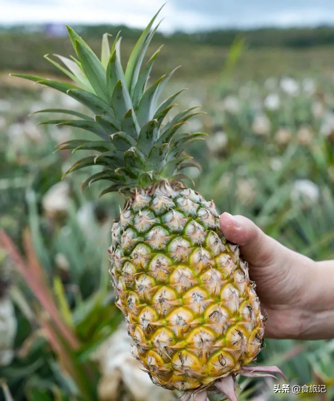 甜脆金钻凤梨,纯甜金钻凤梨菠萝