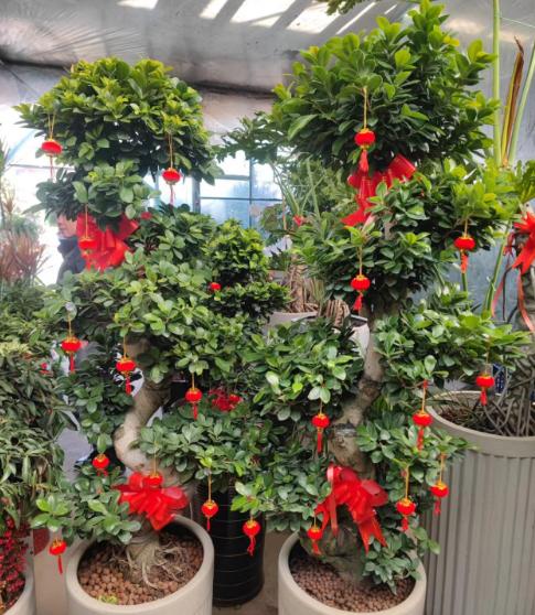 摇钱树盆景种植,如何养摇钱树盆景