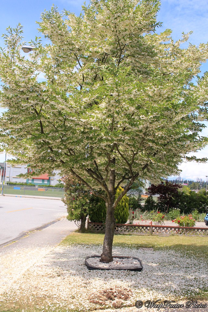 城里人到农村种树养老,农村老人靠儿子养老还是女儿养老