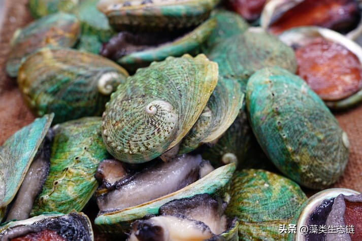 爱尔兰海藻有什么作用,爱尔兰海藻有什么好处