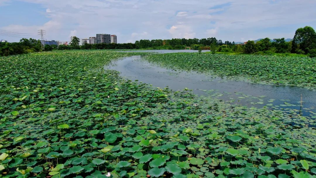 从广州佛山出发的旅游攻略,广州鹤山市旅游